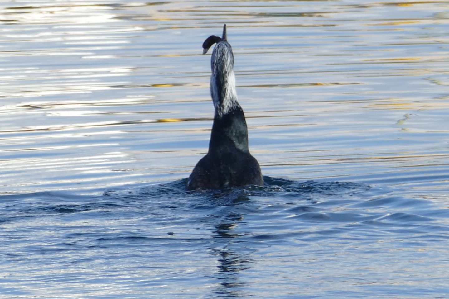 Cormorano con preda 